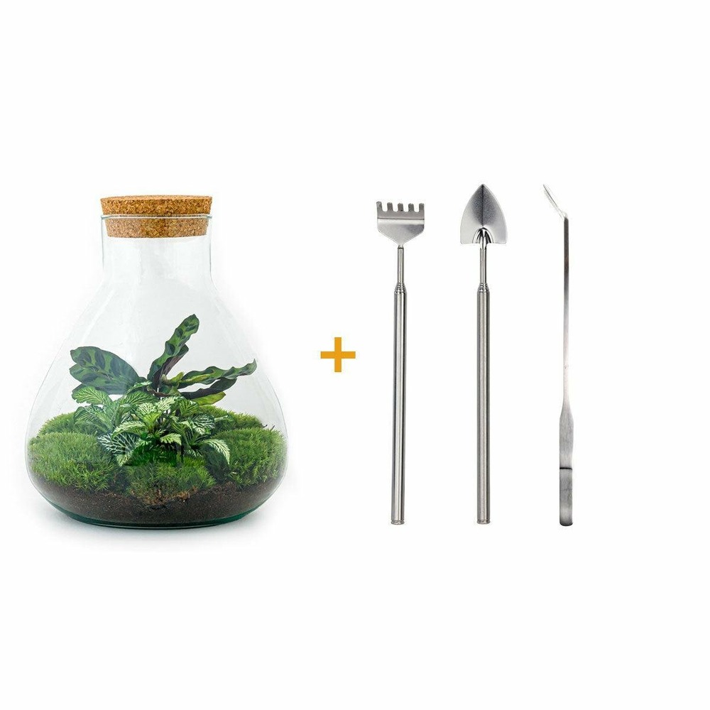 Kit terrarium diy - sama calathea + fittonia verte - rateau + pelle + pince