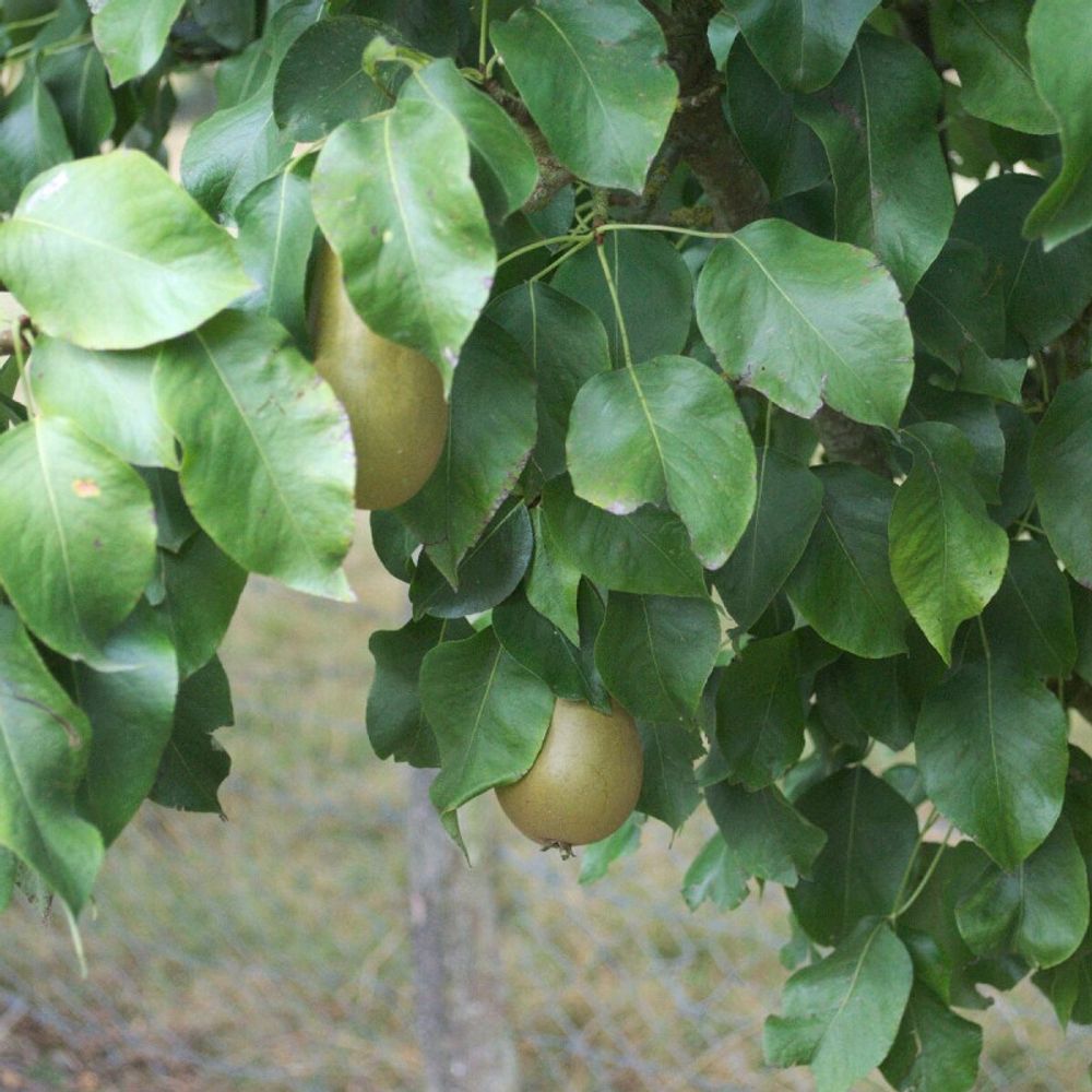 Poirier duchesse d'angoulème pot de 15l - 1/2 tige - 150/175 cm