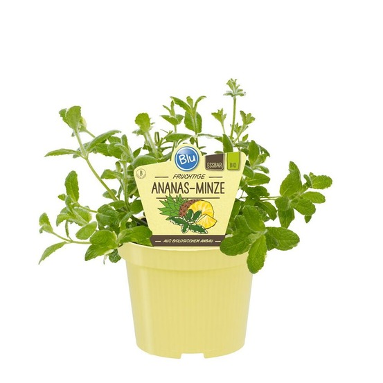 Menthe ananas bio - mentha suaveolens variegata - plante aromatique en pot de 12cm