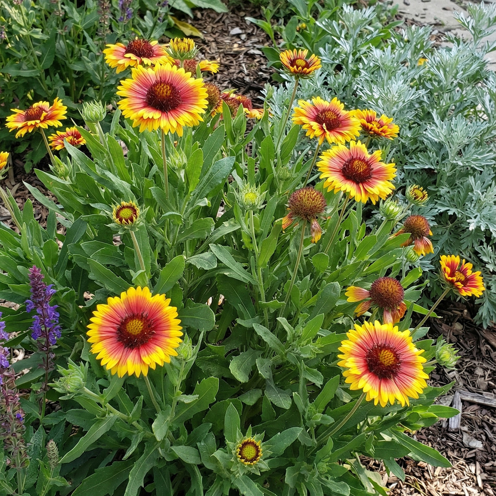 Lot de 3 - gaillardia arizona sun - h. 10-20 cm