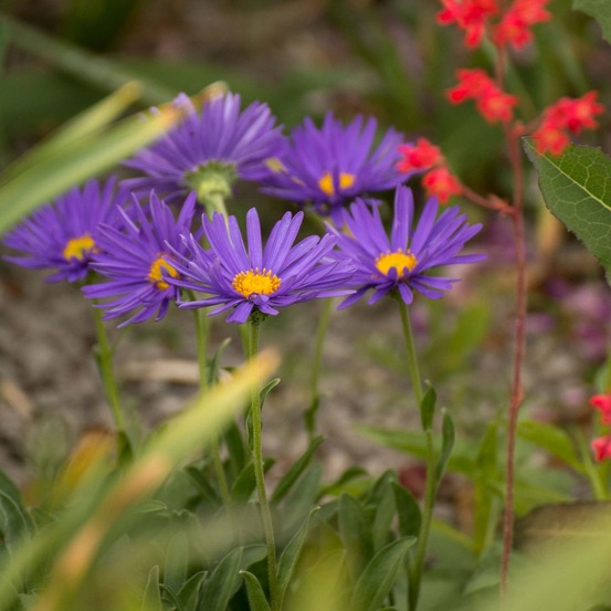 Aster des alpes 'blue beauty' godet de 8/9 cm