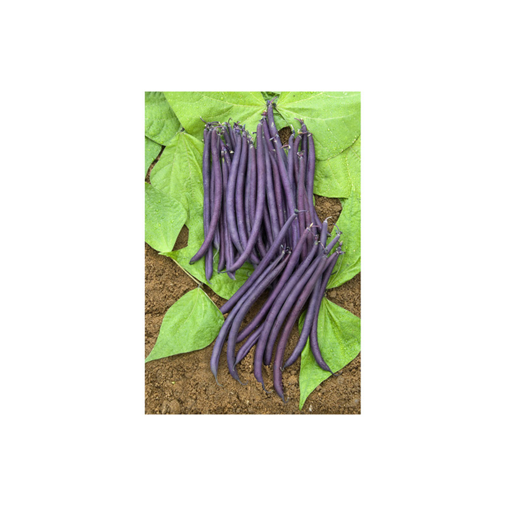 Haricot nain à filet 'amethyst' le sachet de 225 graines environ (90g)