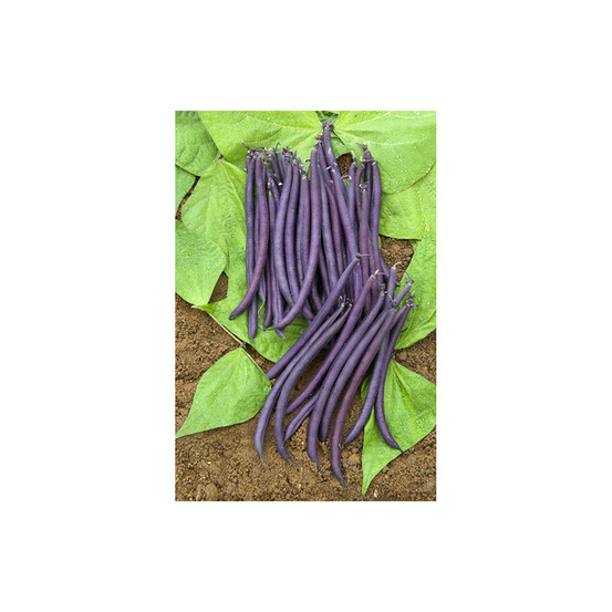 Haricot nain à filet 'amethyst' le sachet de 225 graines environ (90g)