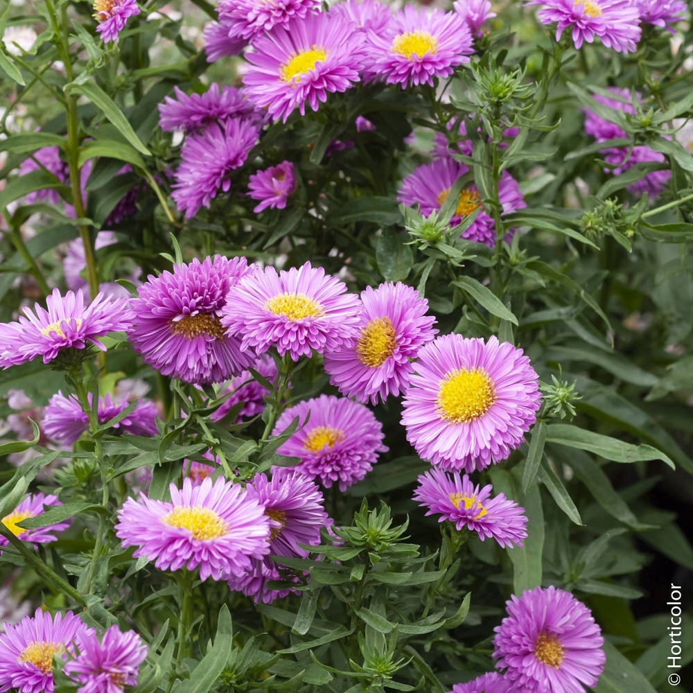 Aster bubble top main image 0