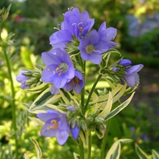6 x échelle de jacob 'brise d'anjou' - polemonium caeruleum 'brise d'anjou' - godet 9cm x 9cm