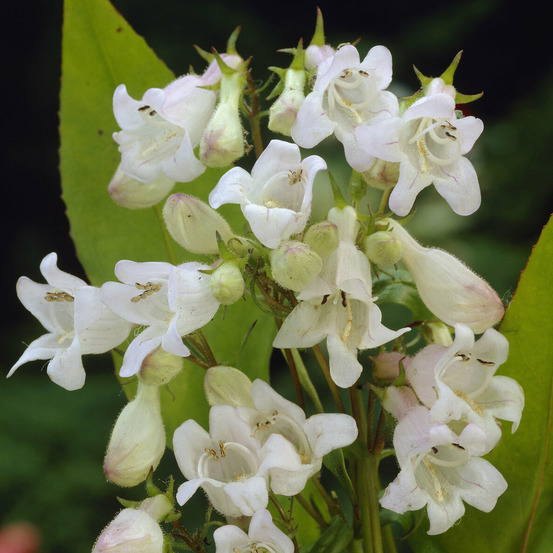 Galane white bedder - penstemon - le pot / ø 9cm
