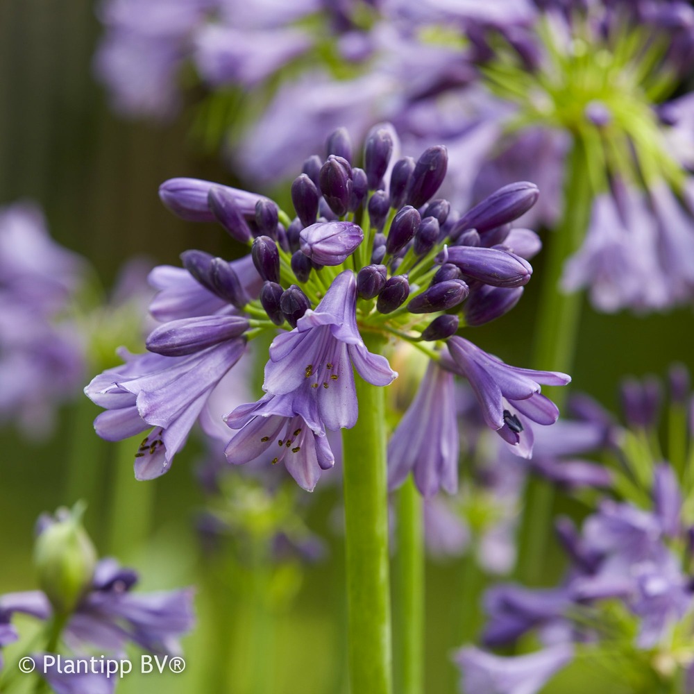 Agapanthe star poppin purple ® - le pot / ø 9cm / hauteur livrée 15-25cm