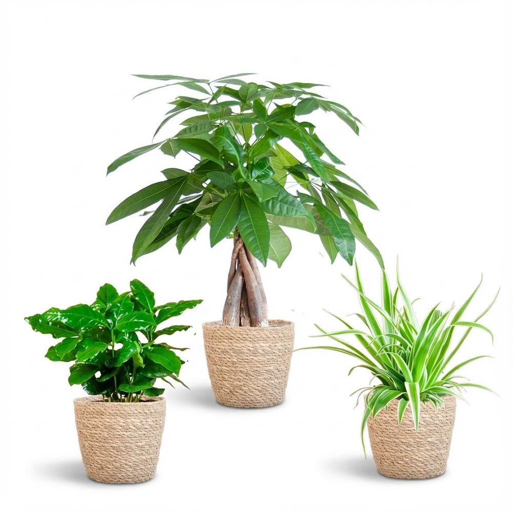 Box 3 plantes pet-friendly - pot de 12cm - plantes d'intérieur