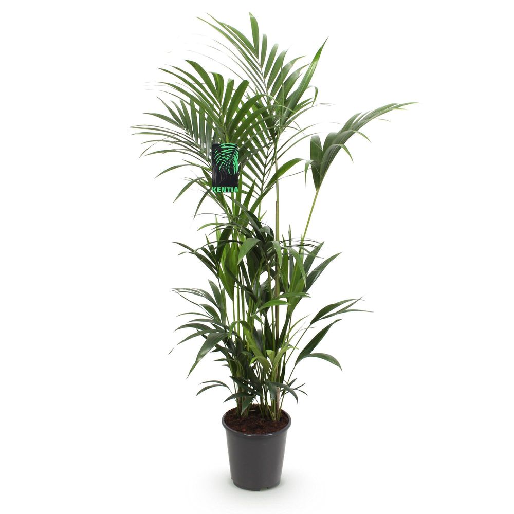 Howea forsteriana - kentia palm - pot de 27cm - hauteur 160-170cm