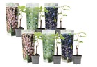 Mélange de 6 plants de raisin - vitis vinifera - raisin - pot 9cm - hauteur 25-40cm