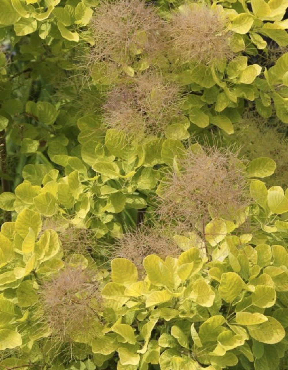 Arbre à perruque 'golden lady' pot de 3l/4l