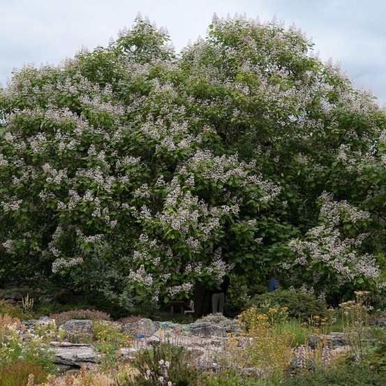 Catalpa erubescens 'purpurea' pot de 3l/4l