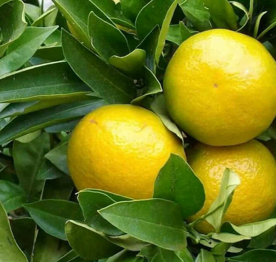 Agrumes citrus limetta pursha (citronnier doux, limonette) pot de 4 litres - 30/50 cm