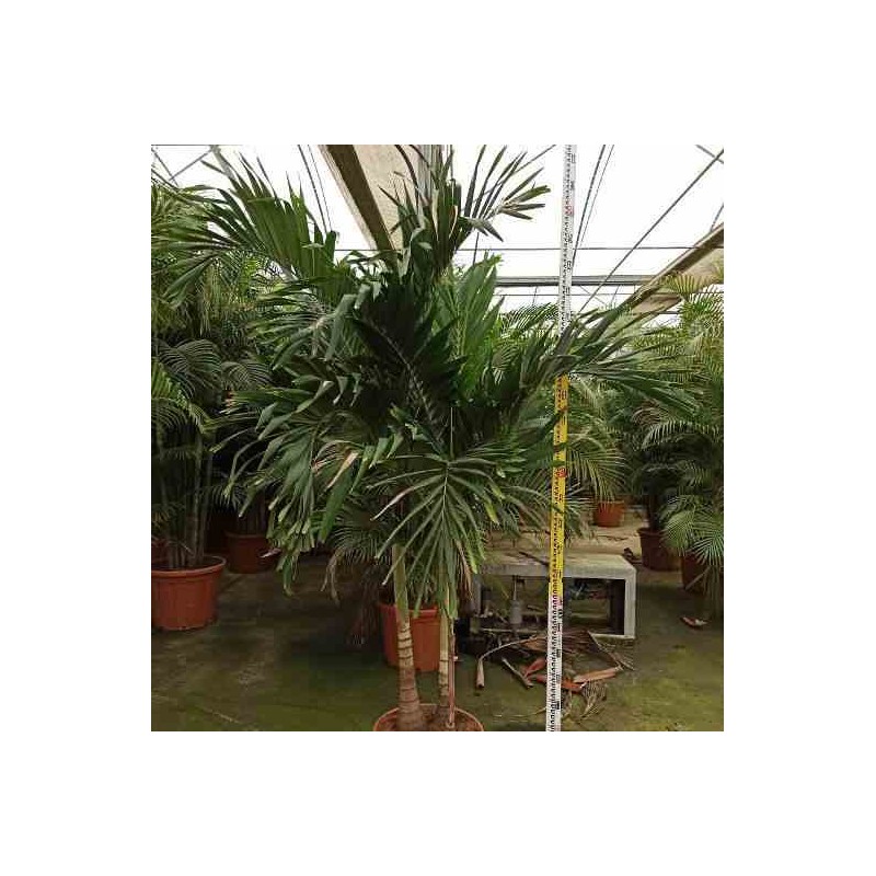 Adonidia merrillii (veitchia merrillii- palmier de manille) taille pot de 6 litres - 100/120 cm