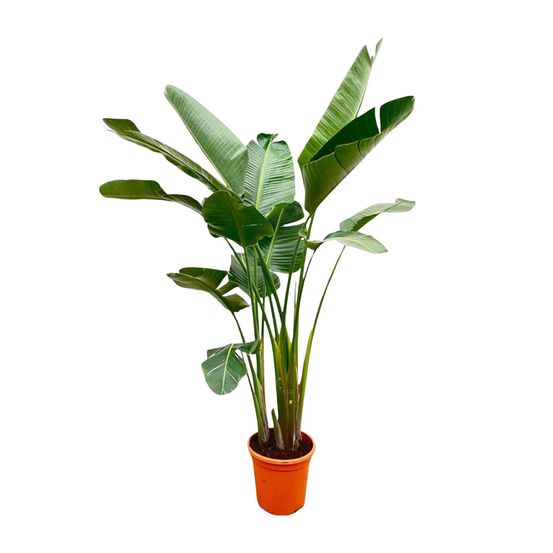 Strelitzia augusta - plantes d'intérieur