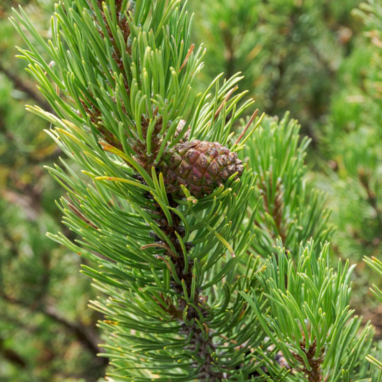 Pin mugo sherwood compact - pinus mugo sherwood compact 30/40cm pot 12l