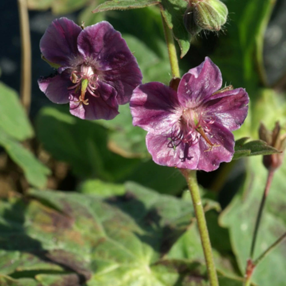 Géranium vivace samobor godet