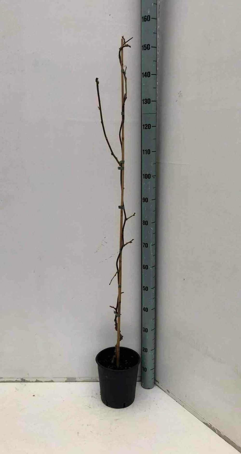 Actinidia deliciosa jenny (kiwi)- pot de 5 litres - 100/120 cm