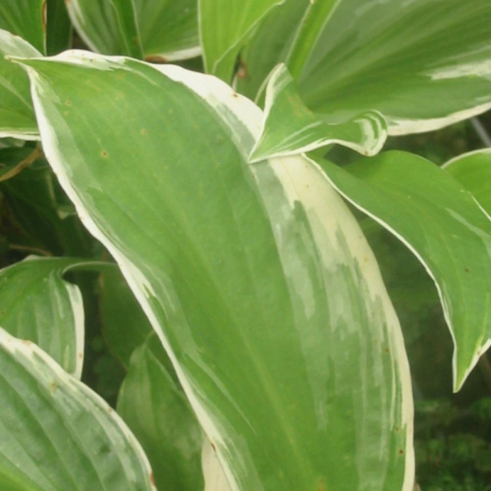 Hosta undulata albomarginata lot de 9 godets