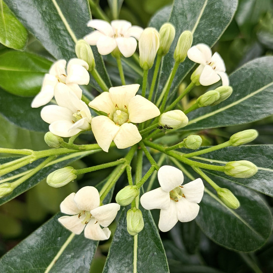 Pittosporum tobira godet de 8/9 cm