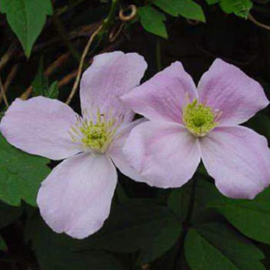 Clématite des montagnes - clematis montana 'fragrant spring' - 50-60 cm pot