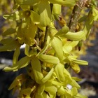 Forsythia de paris x intermedia spring glory/forsythia x intermedia spring glory[-]pot de 7,5l - 60/80 cm