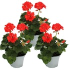 Géraniums debout - pelargonium zonale - pot 12cm - set de 3 plantes - rouge clair