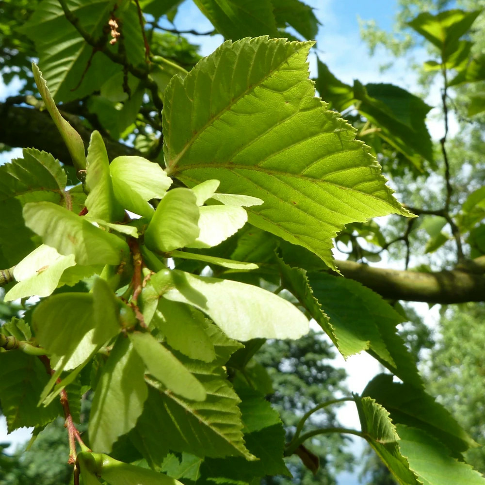 Érable rufinerve pot de 15l - baliveau