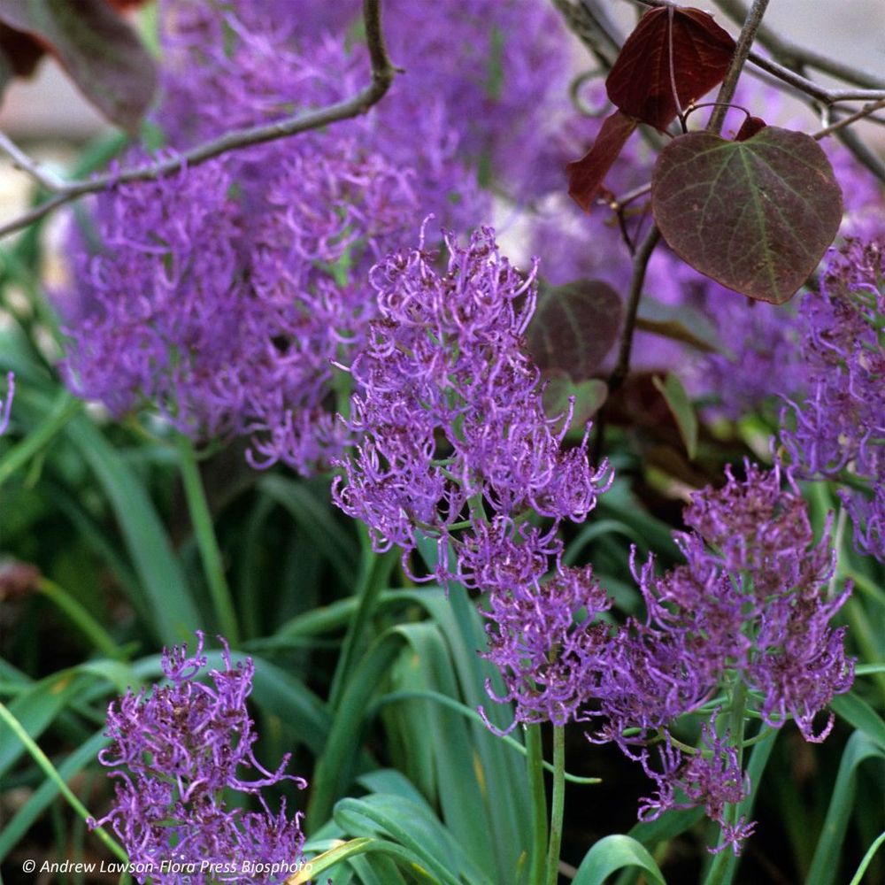 Muscari comosum 'plumosum' bulbe calibre 8+ (par 15)