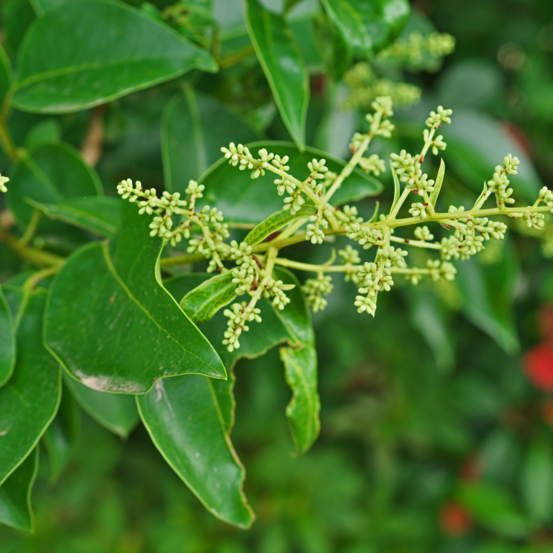 Troène lucidum - ligustrum lucidum pot 3l