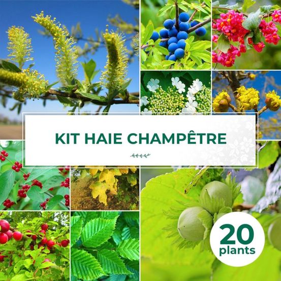 Haie champêtre - 20 arbustes