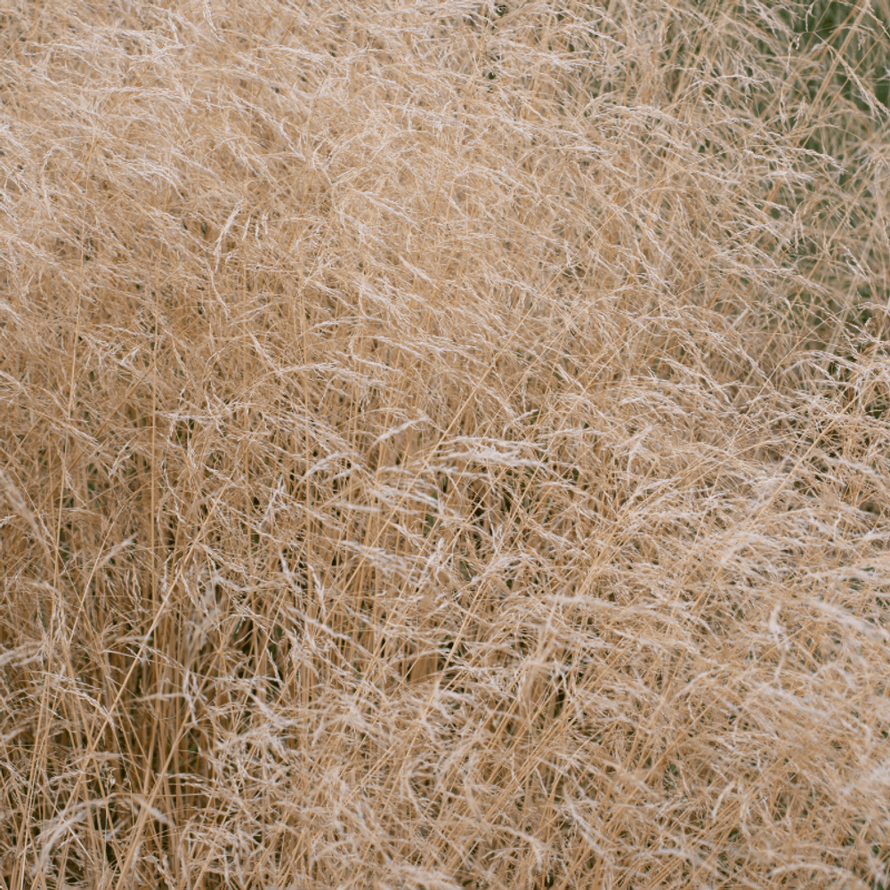 Canche cespiteuse - deschampsia cespitosa 40/50 cm godet 9cm