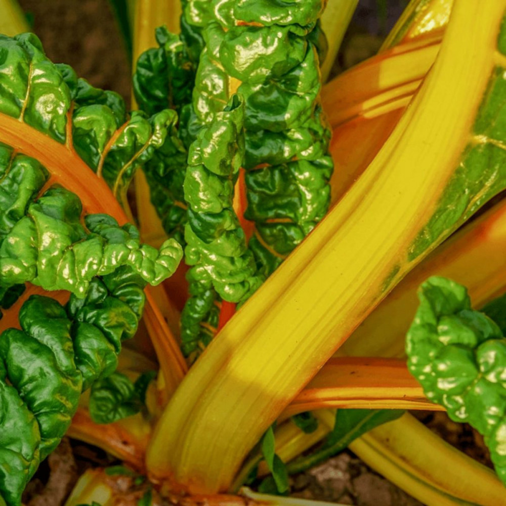 Plants de poirée bright yellow lot de 3 godets