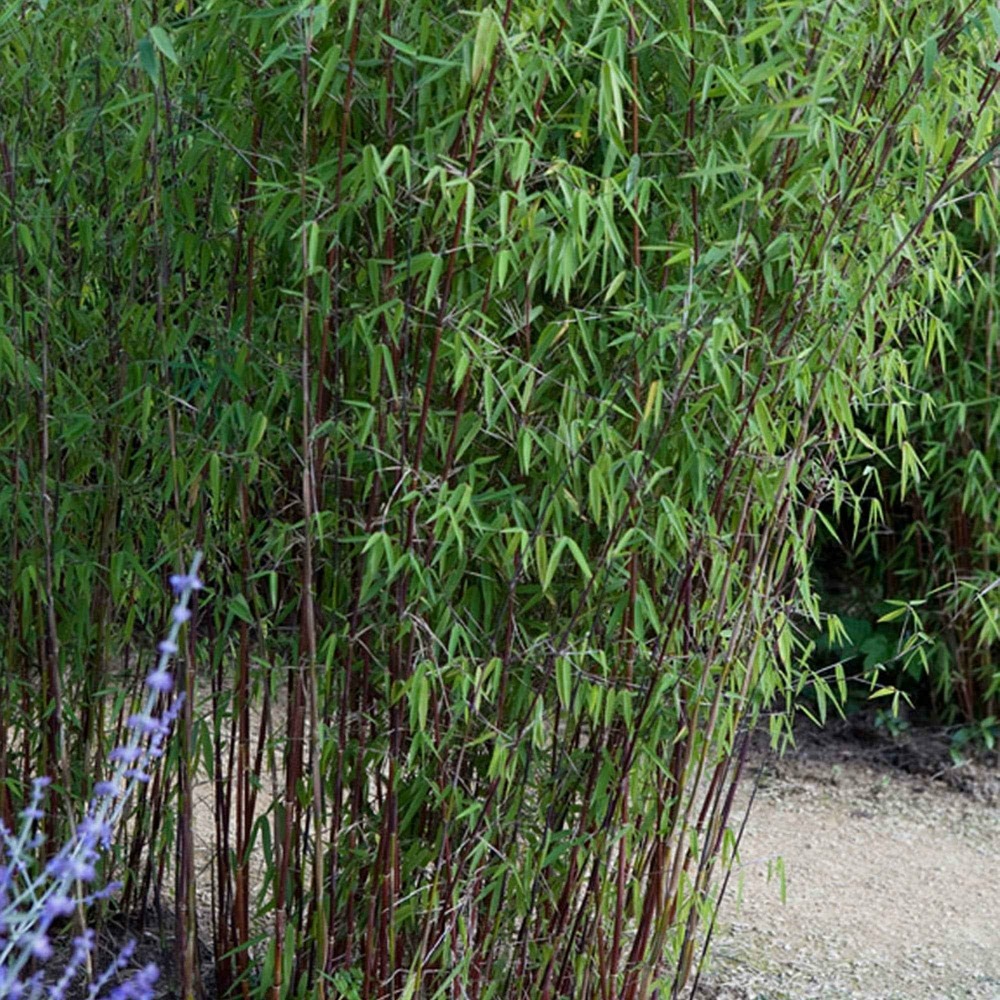 Bambou 'jiuzhaigou' non-traçant - le pot / ø 13cm / hauteur livrée 40-50cm, vendu par lot de 2