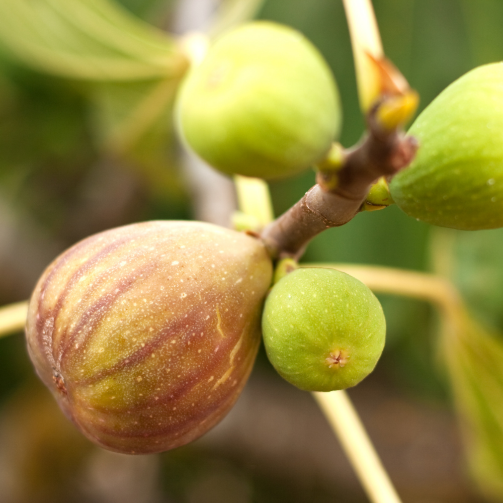 Figuier brown turkey - ficus carica brown turkey 50/60cm