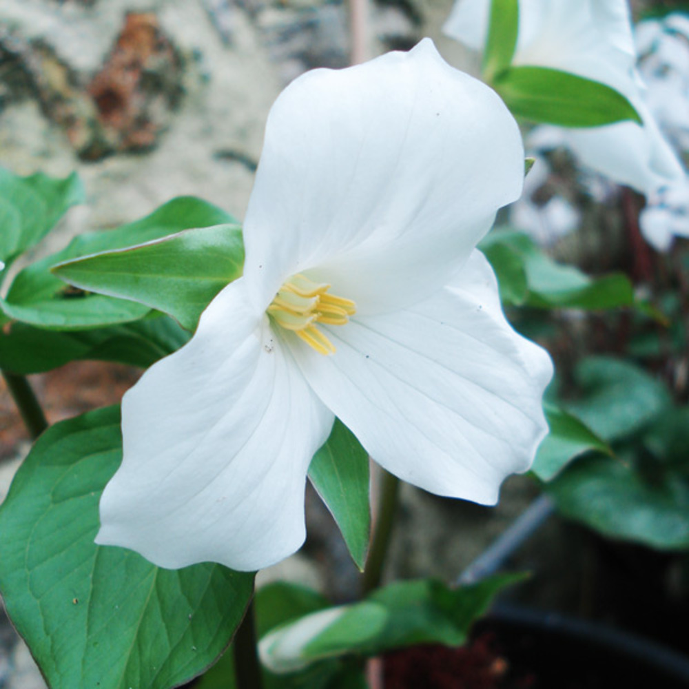 Trillium grandiflorum bulbe calibre i