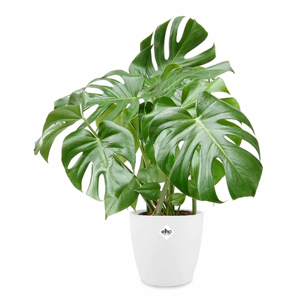 Philodendron monstera et son cache-pot blanc elho - le pot de 17 cm et le cache pot de 22 cm. Hauteur livrée 40 cm