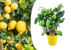 Citrus limon - citronnier - pot 14cm - hauteur 40-45cm