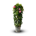 Dipladenia triple arceau - plante fleurie - ↕ 110-120 cm - ⌀ 29 cm - plante d'intérieur & extérieur - fleur rose