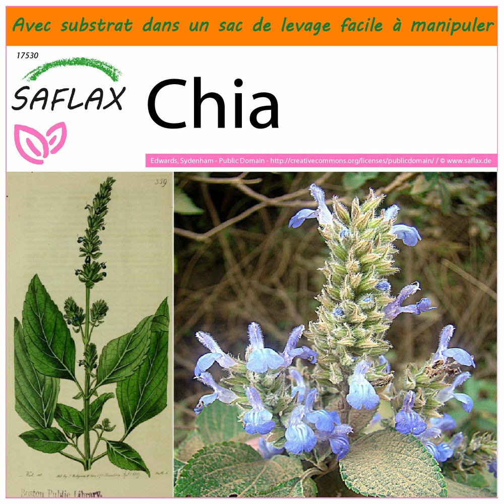 Garden in the bag - chia - 500 graines - salvia hispanica