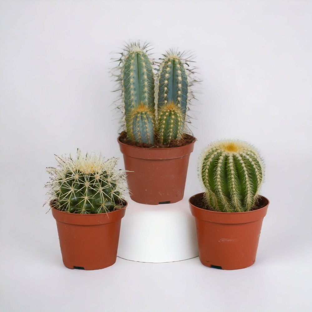 Coffret cadeau cactus - lot de 3 plantes, h18cm