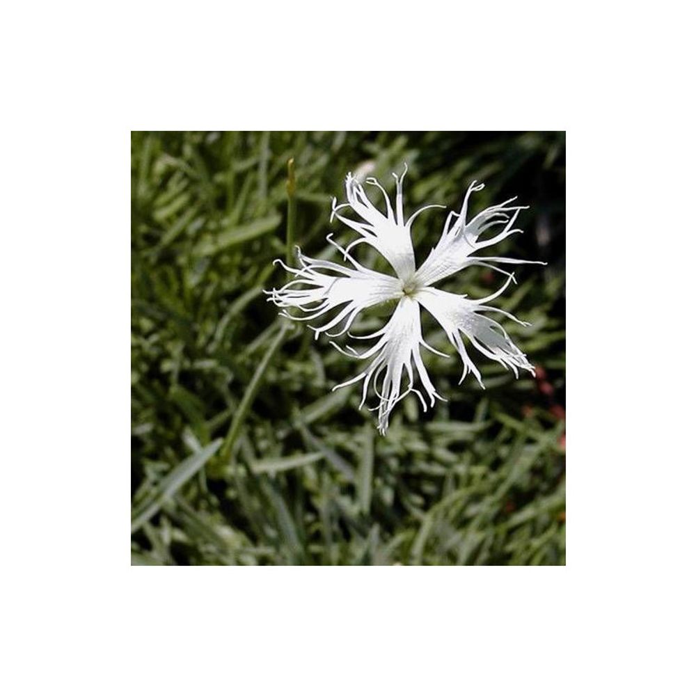Oeillet des sables godet - 5/20 cm