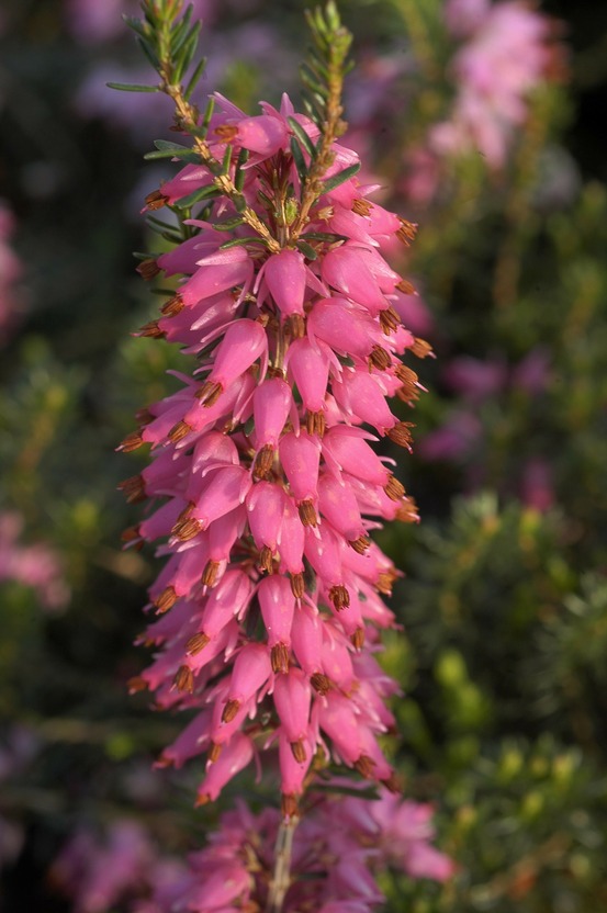 Bruyère d'hiver 'tanja' - en pot de 1 litre