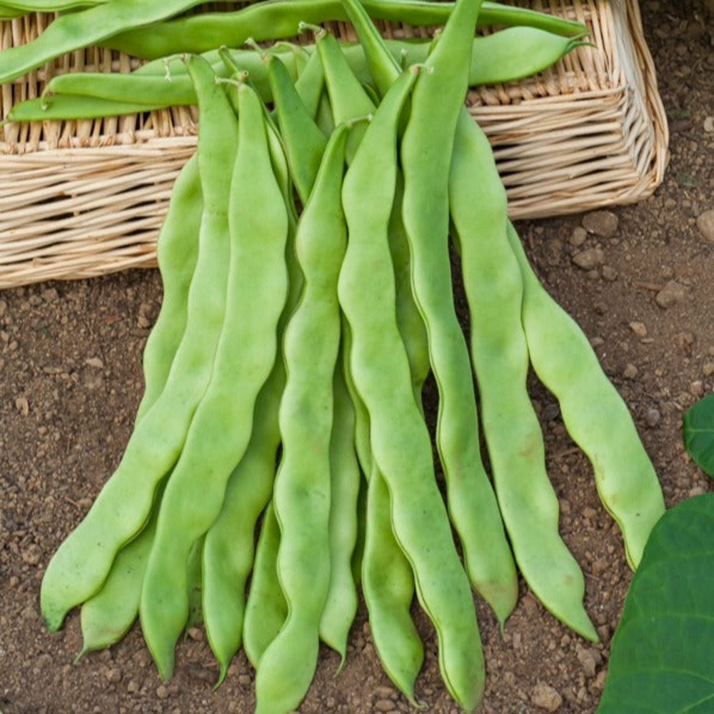 Haricot à rames plat planeta - le sachet / 100g / ±70 graines