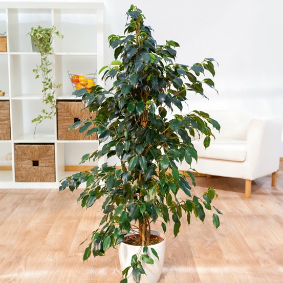 Ficus benjamina danielle - le pot / ø 17cm / hauteur livrée 60-80cm
