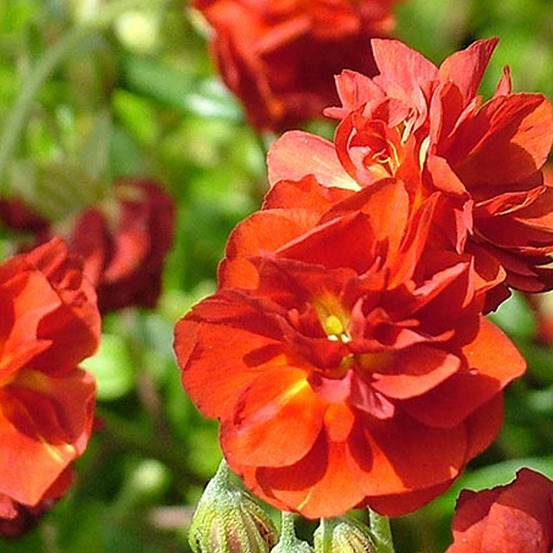 6 x hélianthème 'amabile plenum' - helianthemum 'amabile plenum' - godet 9cm x 9cm