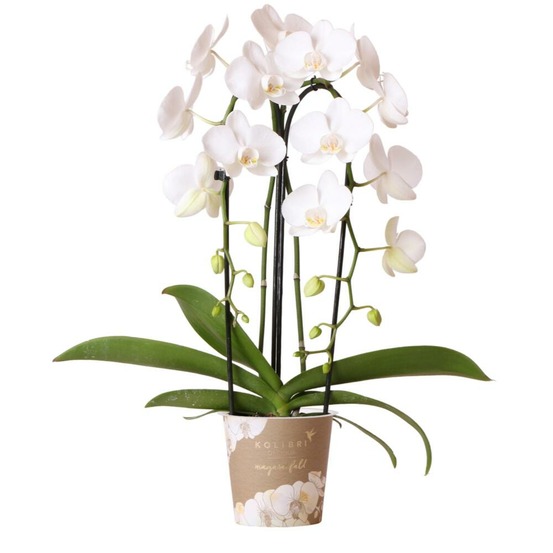 Orchidées colibris - orchidée phalaenopsis blanche - chute du niagara - taille du pot 12cm - frais du producteur