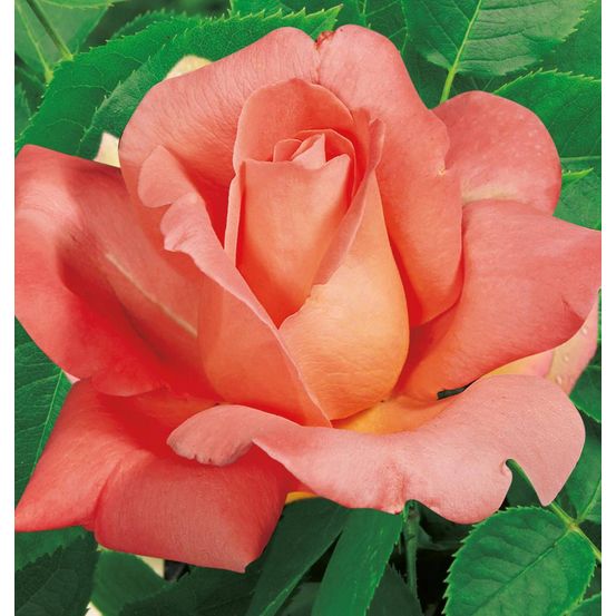 Rosier buisson catherine deneuve® meipraserpi