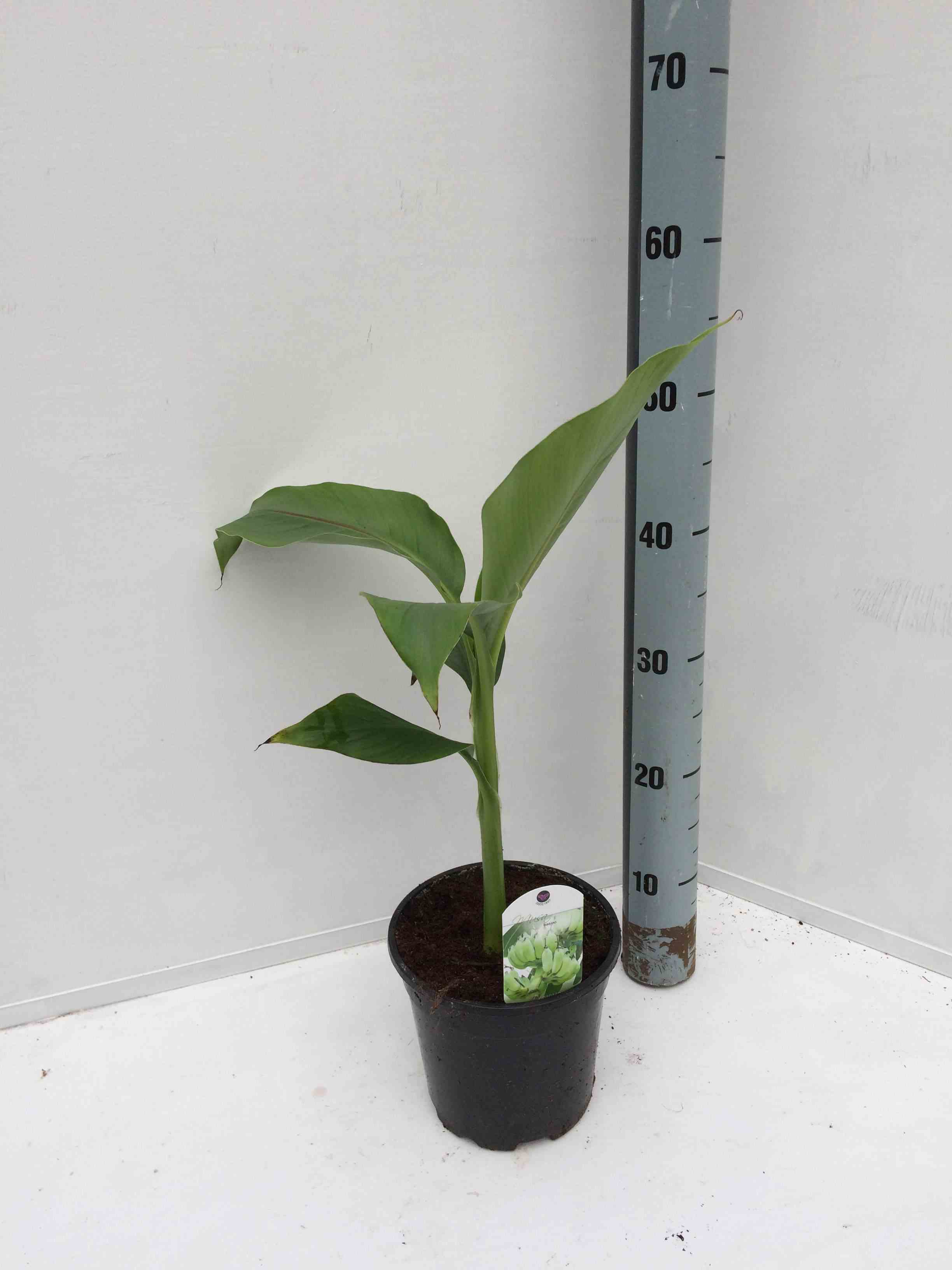 Musa basjoo sakhalin specimen (bananier rustique)   jaune - taille pot de 50 litres - 120/140 cm multi troncs
