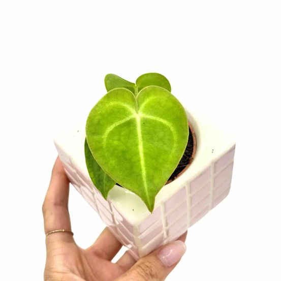 Anthurium clarinervium - pot de 6cm - plantes d'intérieur